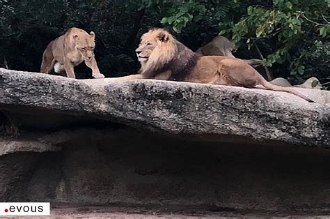 Les meilleurs zoos et aquariums près de Marseille .